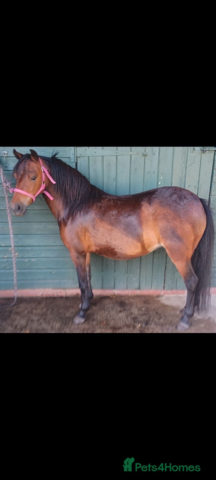 Miniature horses American Shetland  - Advert 1