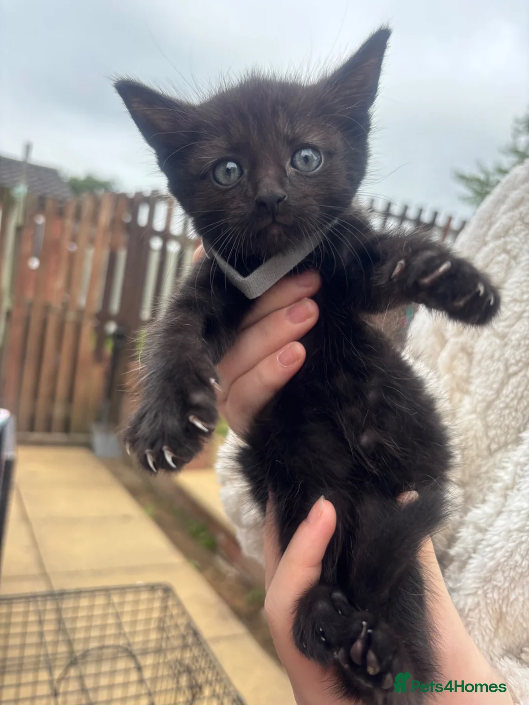 Mixed Breed cats for sale: 5 All black kittens - Advert 10