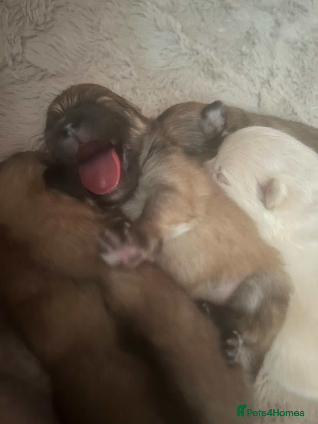 Pomeranian dogs for sale: 4 tiny teddy faced Pomeranian baby’s.  - Image 5
