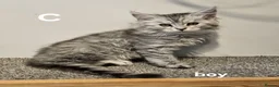 Maine Coon cats for sale: Large Maine Coon kittens regd European bloodline - Advert 19