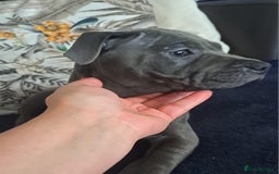 Staffordshire Bull Terrier dogs for sale: KC REGISTERED blue staff puppies - Image 3