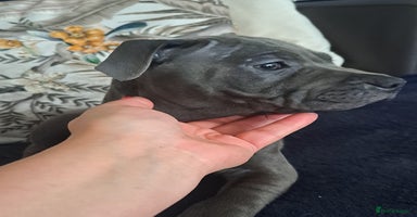 Staffordshire Bull Terrier dogs - Advert 7