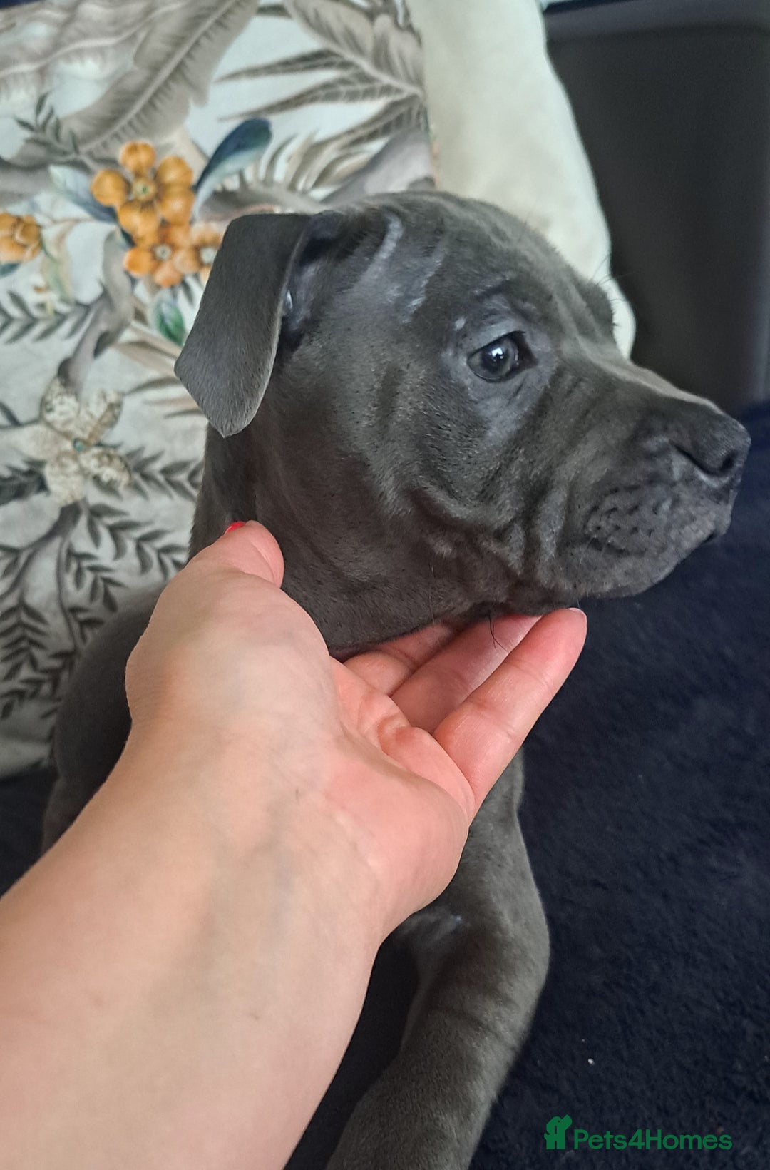 Staffordshire Bull Terrier dogs for sale: KC REGISTERED blue staff puppies - Image 3