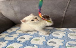 British Shorthair cats for sale: Beautiful GCCF kittens from champion lines  - Image 6