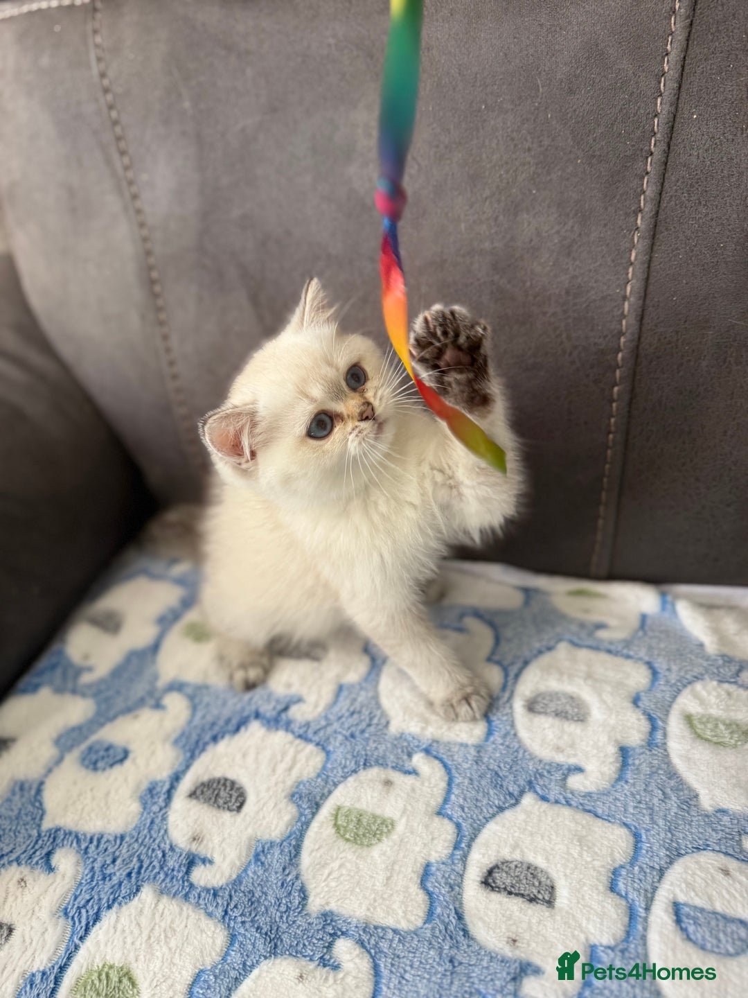 British Shorthair cats for sale: Beautiful GCCF kittens from champion lines  - Image 6