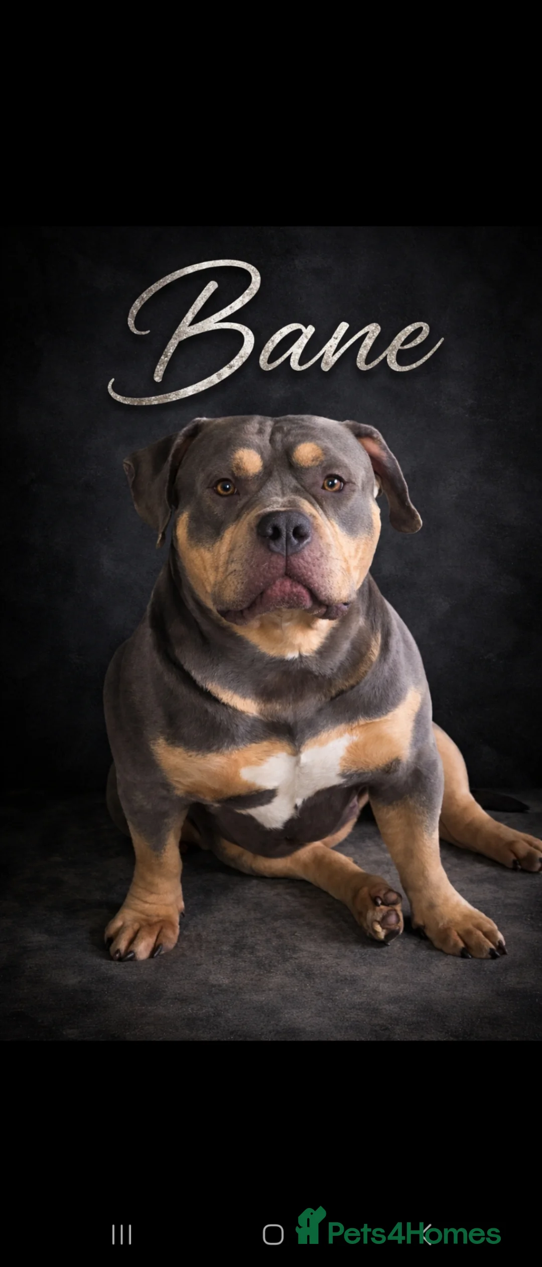 American Bully dogs for stud: American Pocket Bully Stud in Leyland - Advert 2