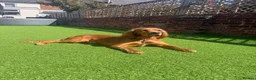 Cocker Spaniel dogs for sale: 🌟🌟🌟Beautiful English Gold Show Cocker Spaniel  - Advert 28