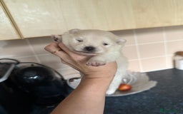 Pomeranian dogs for sale: 3 Beautiful small white Pomeranian pups  - Image 2