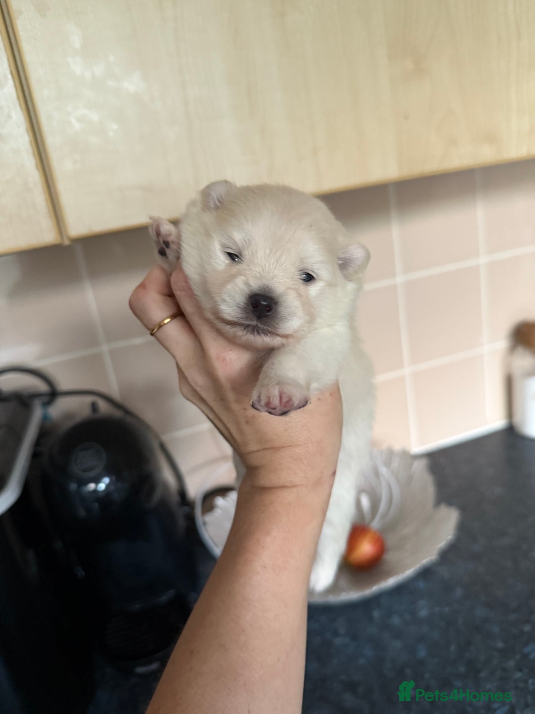 Pomeranian dogs for sale: 3 Beautiful small white Pomeranian pups  - Image 2