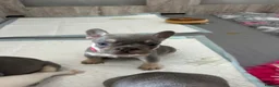 French Bulldog dogs for sale: French bulldogs all girls  in Sittingbourne - Advert 6