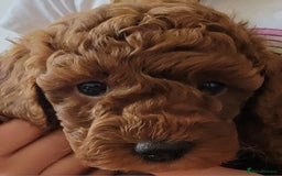 Miniature Poodle dogs for sale: Miniature Red Poodle KC Reg Full Pedigree - Image 20
