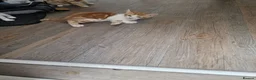 Mixed Breed cats for sale: Handsome Ginger Boy & Adorable Calico Girl - Advert 19