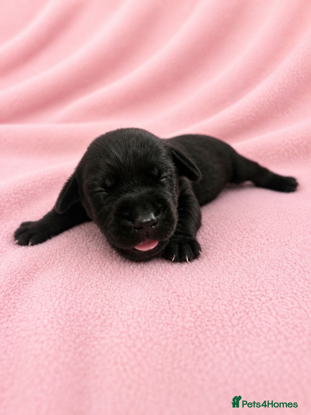 Labrador Retriever dogs Black Labrador retriever puppies  - Advert 2