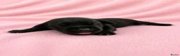 Labrador Retriever dogs for sale: Black Labrador retriever puppies  - Advert 2