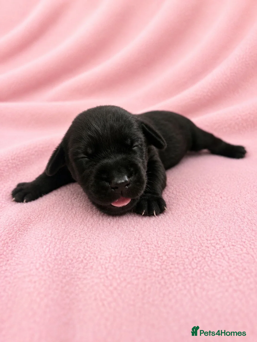 Labrador Retriever dogs for sale: Black Labrador retriever puppies  - Advert 2