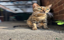 Bengal cats for sale: Half breed Bengal kittens for sale🐆 - Image 11