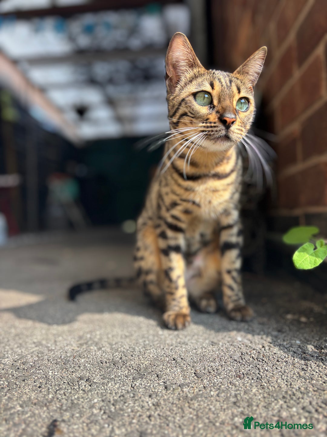Bengal cats for sale: Half breed Bengal kittens for sale🐆 - Image 11