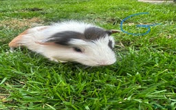 Guinea Pig rodents for sale: Female and male guinea pigs for sale  - Image 15
