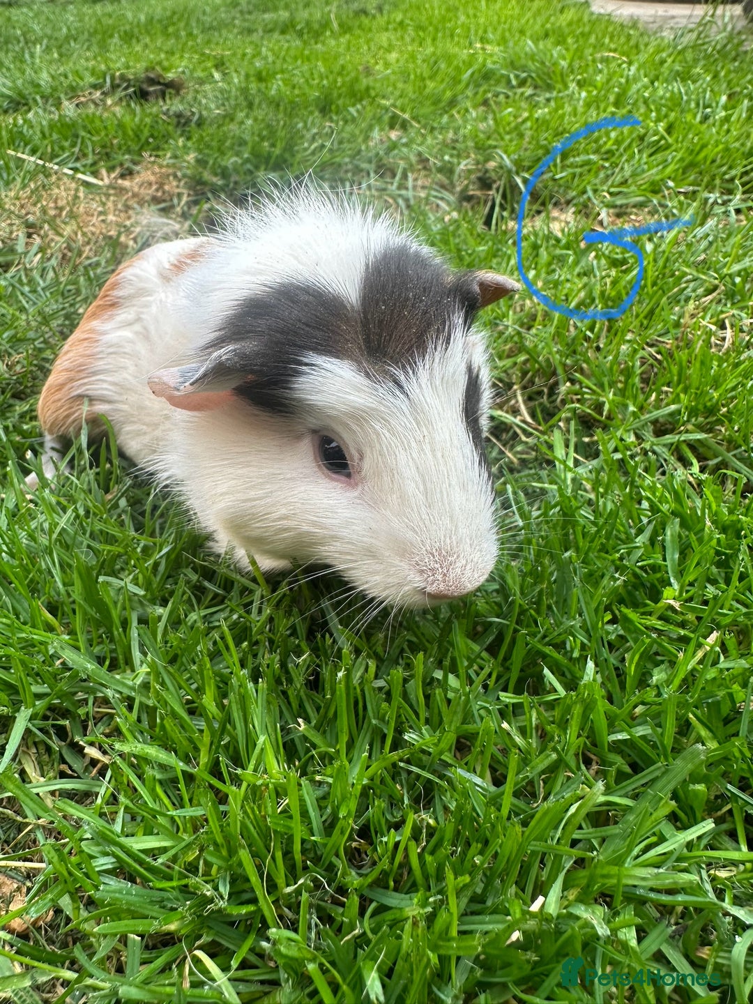 Guinea Pig rodents for sale: Female and male guinea pigs for sale  - Image 15