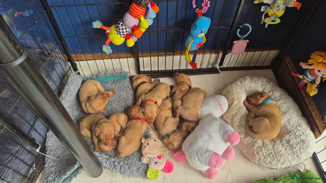 Labrador Retriever dogs for sale: Kc Registered Red labrador puppies  - Image 29