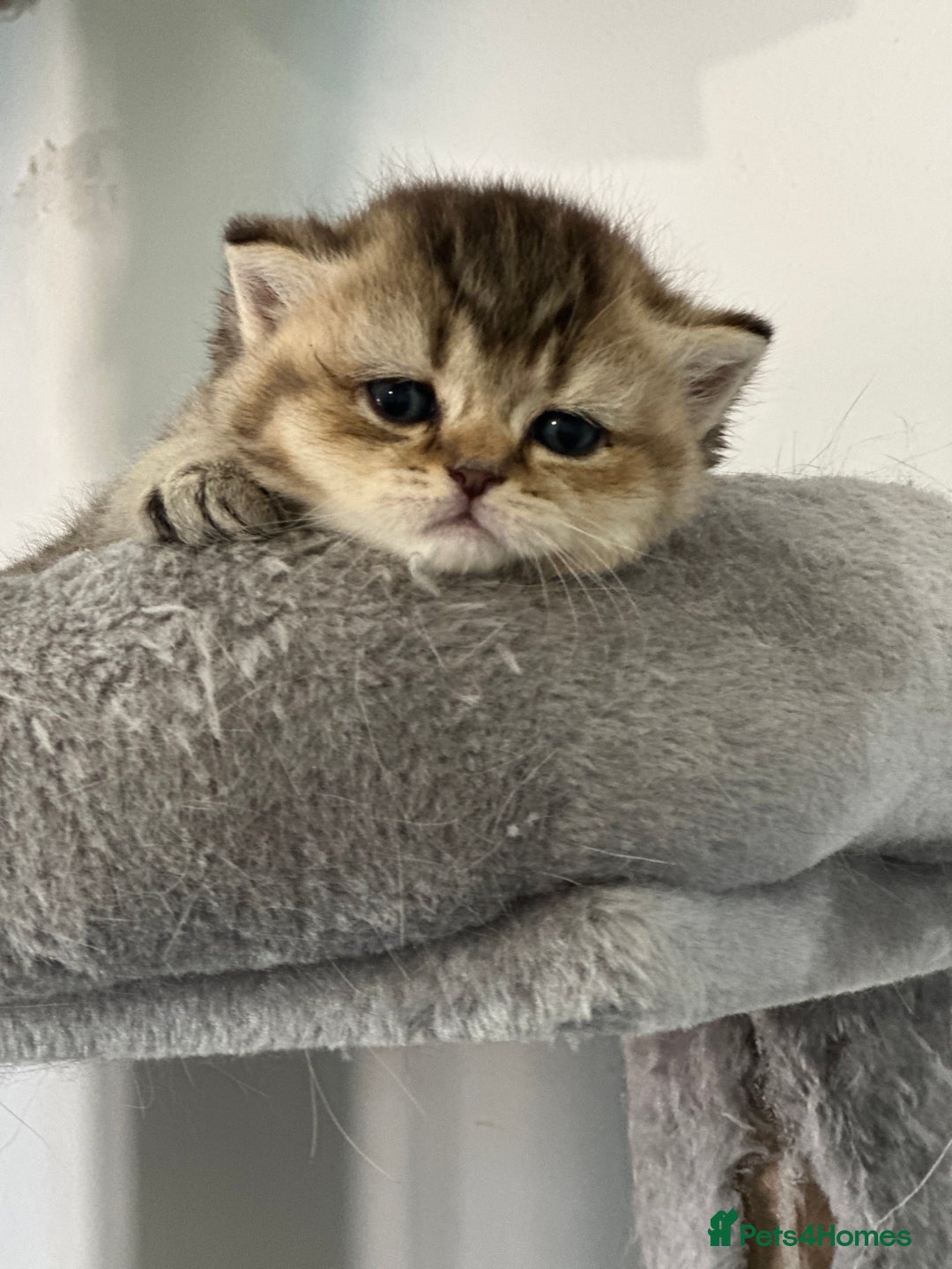 British Shorthair cats for sale: KITTENS AVAILABLE FROM CHAMPION GOLDEN LINES 🐻⭐️ - Image 6