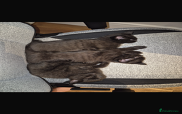 British Shorthair cats for sale: Fluffy Chocolate British Shorthair Kittens 🐾 - Image 33