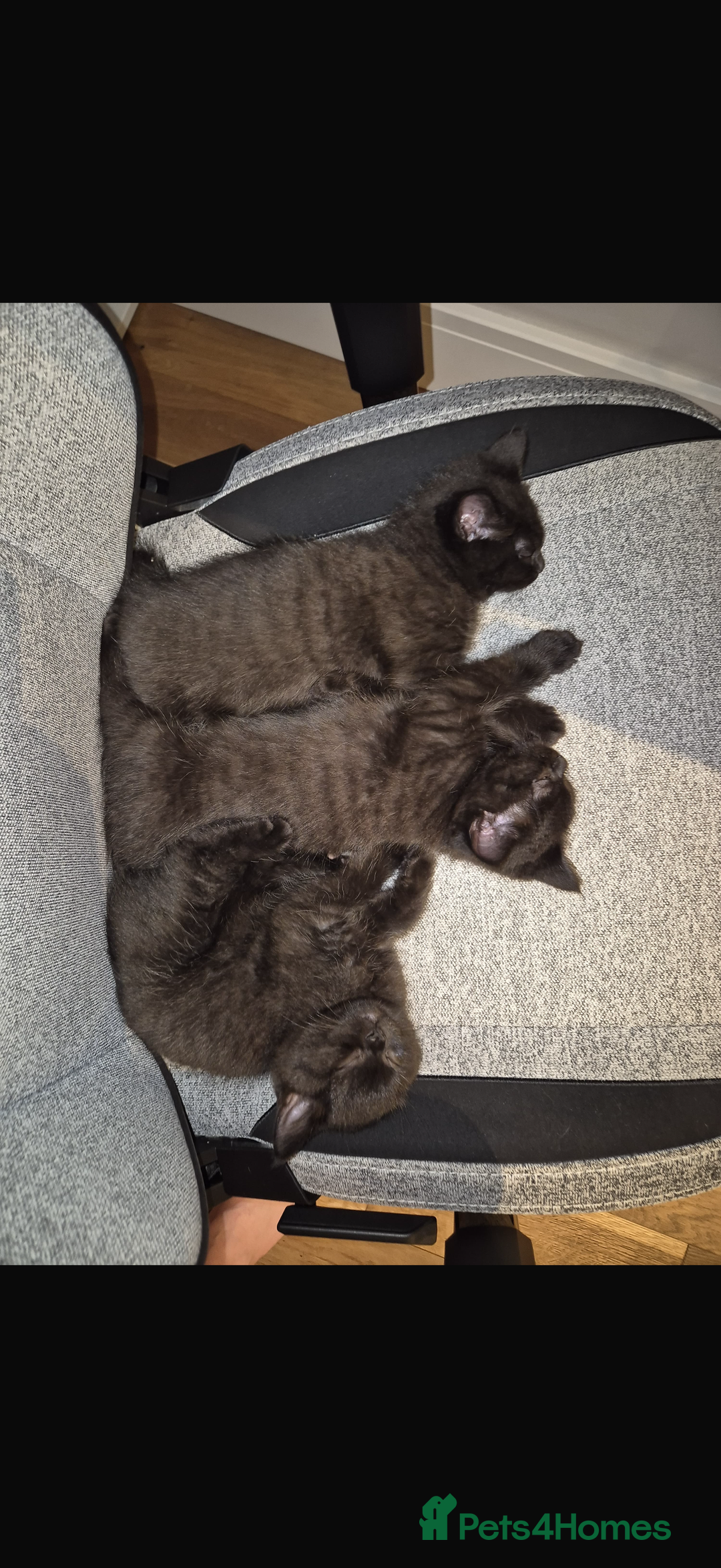 British Shorthair cats for sale: Fluffy Chocolate British Shorthair Kittens 🐾 - Image 33
