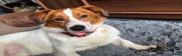 Mixed Breed dogs for adoption: Gregory for adoption in Leigh-on-Sea - Advert 12