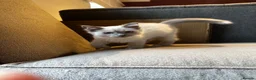 Birman cats for sale: Birman cat - Advert 5