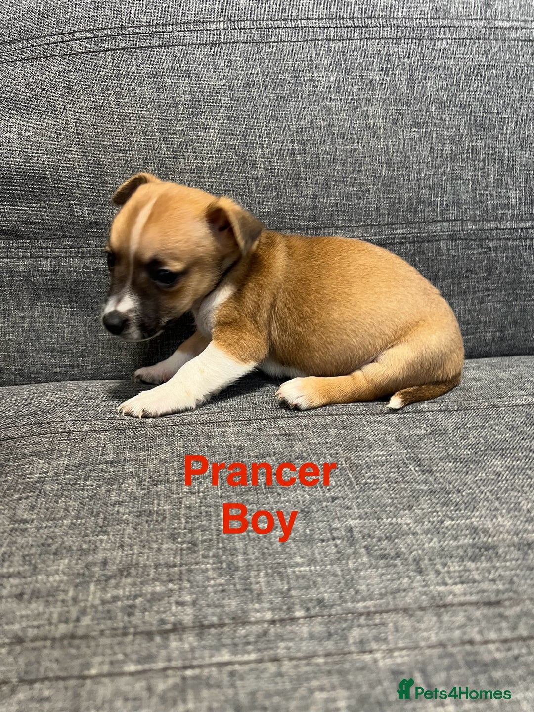 Jack Russell dogs for sale: Jack russel puppies for sale  - Advert 6