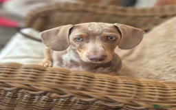 Dachshund dogs for sale: Kc isabella dapples boys - Image 7