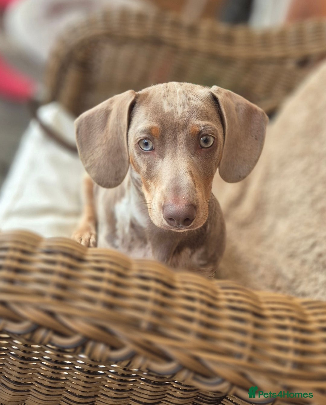Dachshund dogs for sale: Kc isabella dapples boys - Image 7