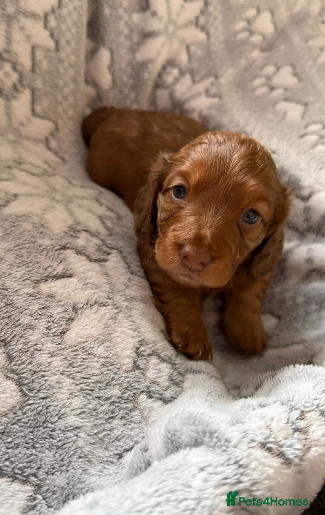 Miniature Dachshund dogs for sale: KC Registered Long Haired Miniature Dachsunds  - Advert 4