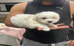 Bichon Frise dogs for sale: ALL bichon frise - Image 2