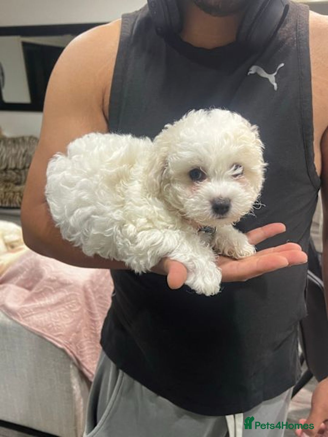 Bichon Frise dogs for sale: ALL bichon frise - Image 2