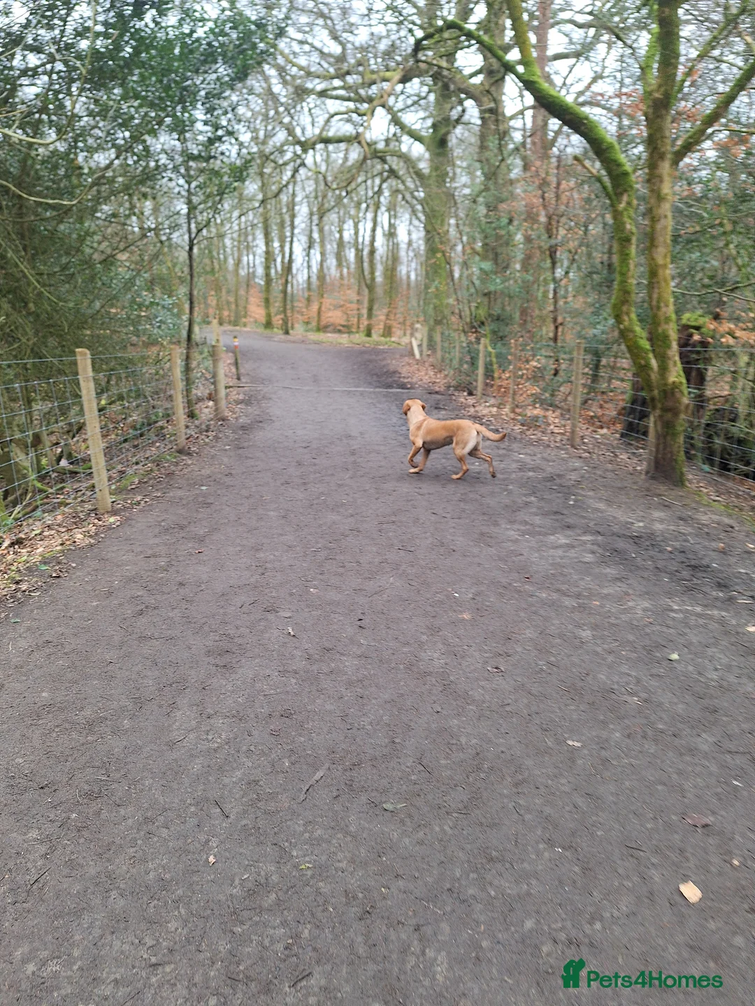Labrador Retriever dogs for sale: Labrador Bitch 8 months old - Advert 5