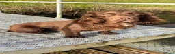 Sprocker dogs for sale: Sprocker pups for sale  - Advert 10