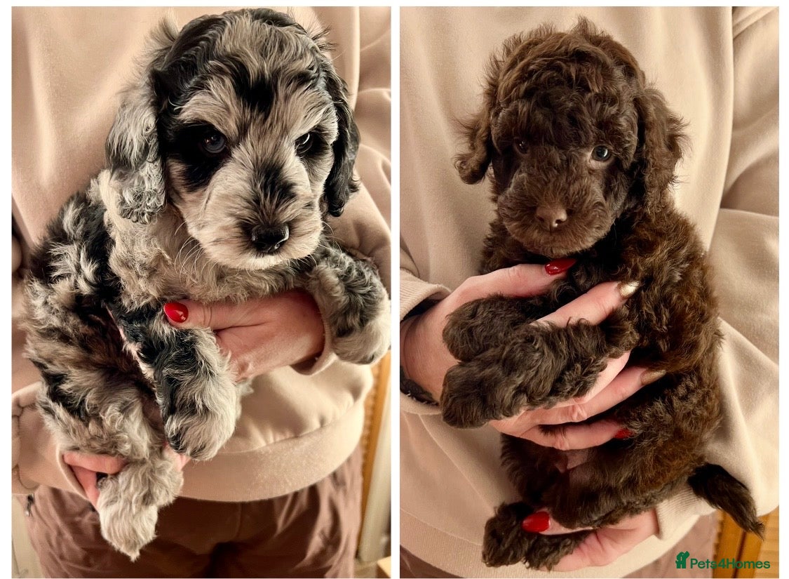 Labradoodle dogs F1b Labradoodles, Miniature Health tested parents - Advert 3