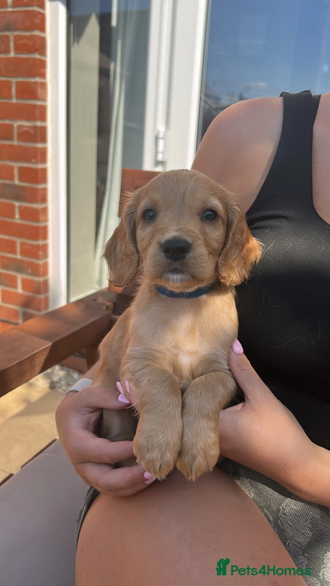 Cocker Spaniel dogs for sale: 2 KC Red cocker spaniel boys  - Advert 2