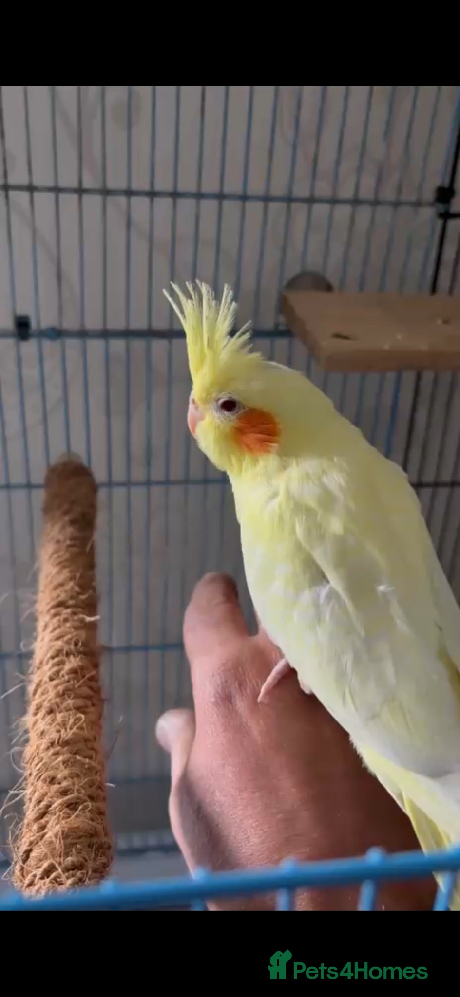 Cockatiels birds Hand Tame Grey Pied Cockatiel Chick - Advert 3
