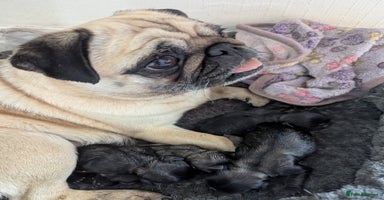 Pug dogs in Coalville - Advert 14