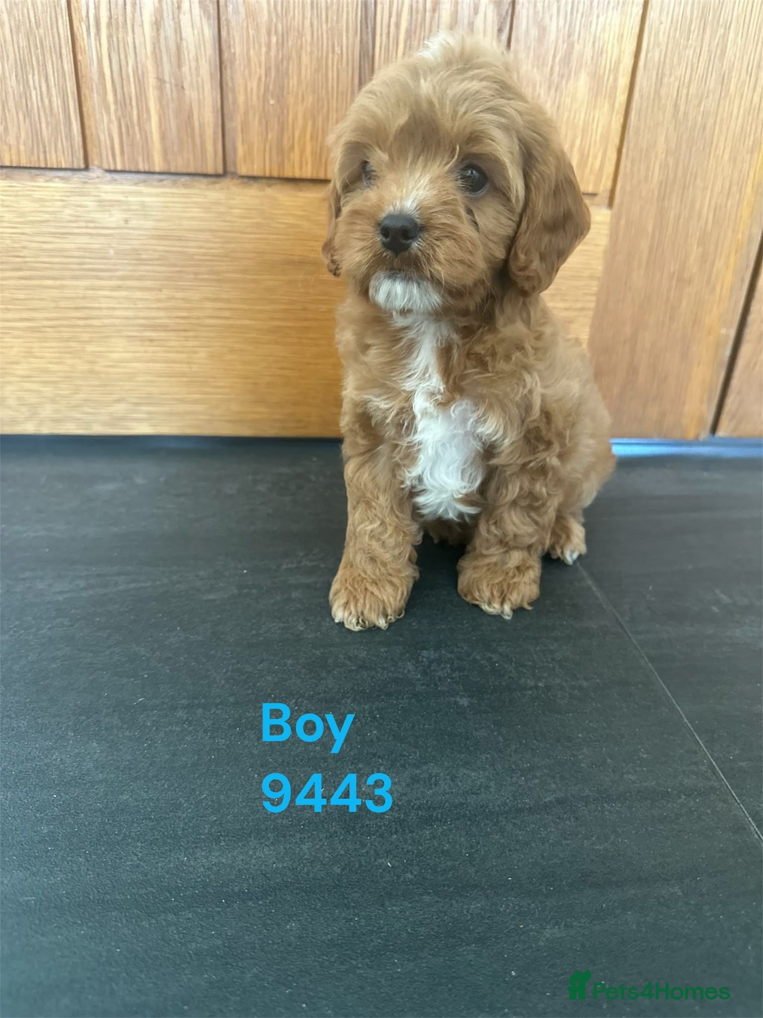 Cavapoo dogs Cavapoo pups F1 reds parent's DNA TESTED  - Advert 3