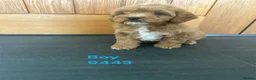 Cavapoo dogs for sale: Cavapoo pups F1 reds parent's DNA TESTED  - Advert 1