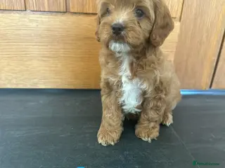 Cavapoo dogs Cavapoo pups F1 reds parent's DNA TESTED - Advert 2