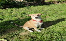 Mixed Breed dogs for adoption: Loving Simba for adoption  - Image 5