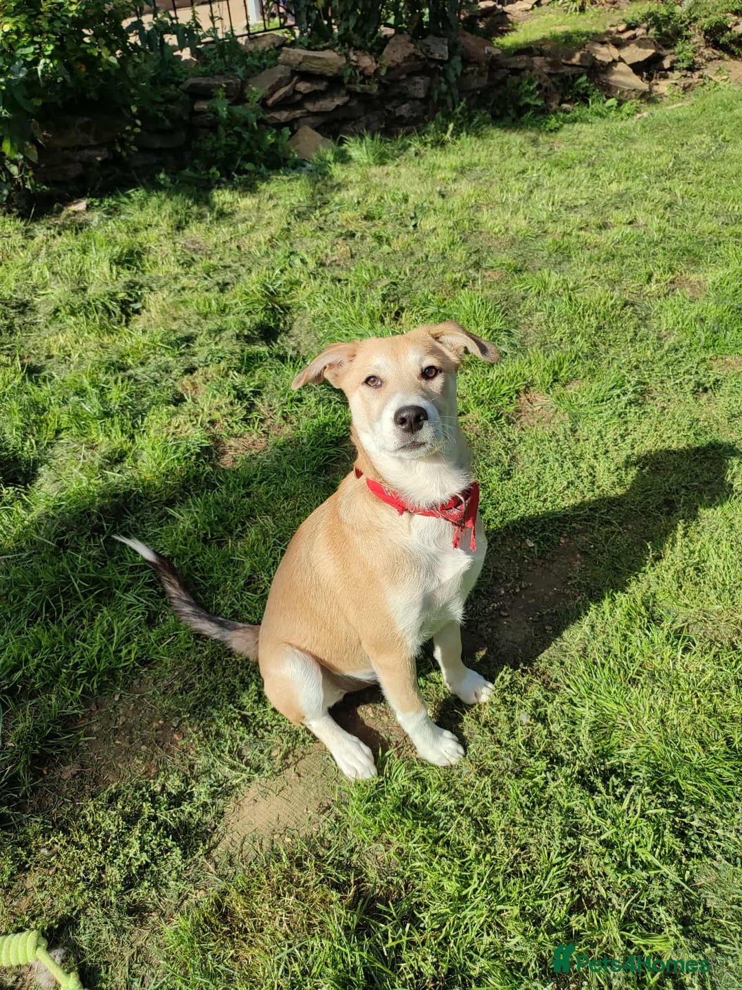 Mixed Breed dogs for adoption: Loving Simba for adoption  - Image 5