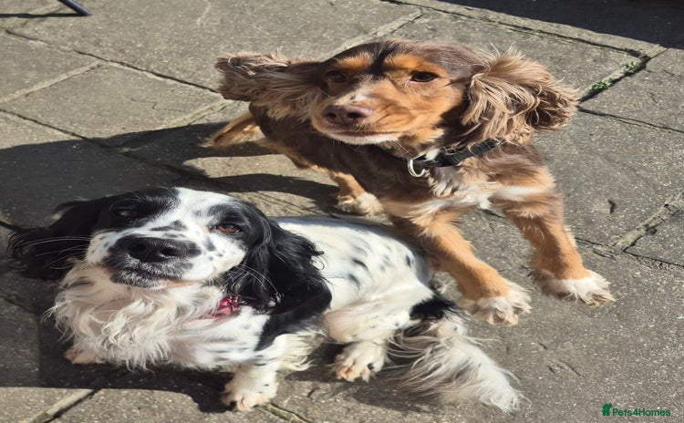 Cocker Spaniel dogs - Advert 7
