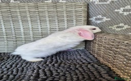 Mini Lop rabbits for sale: Mini Lop Baby Bunnies  - Image 9