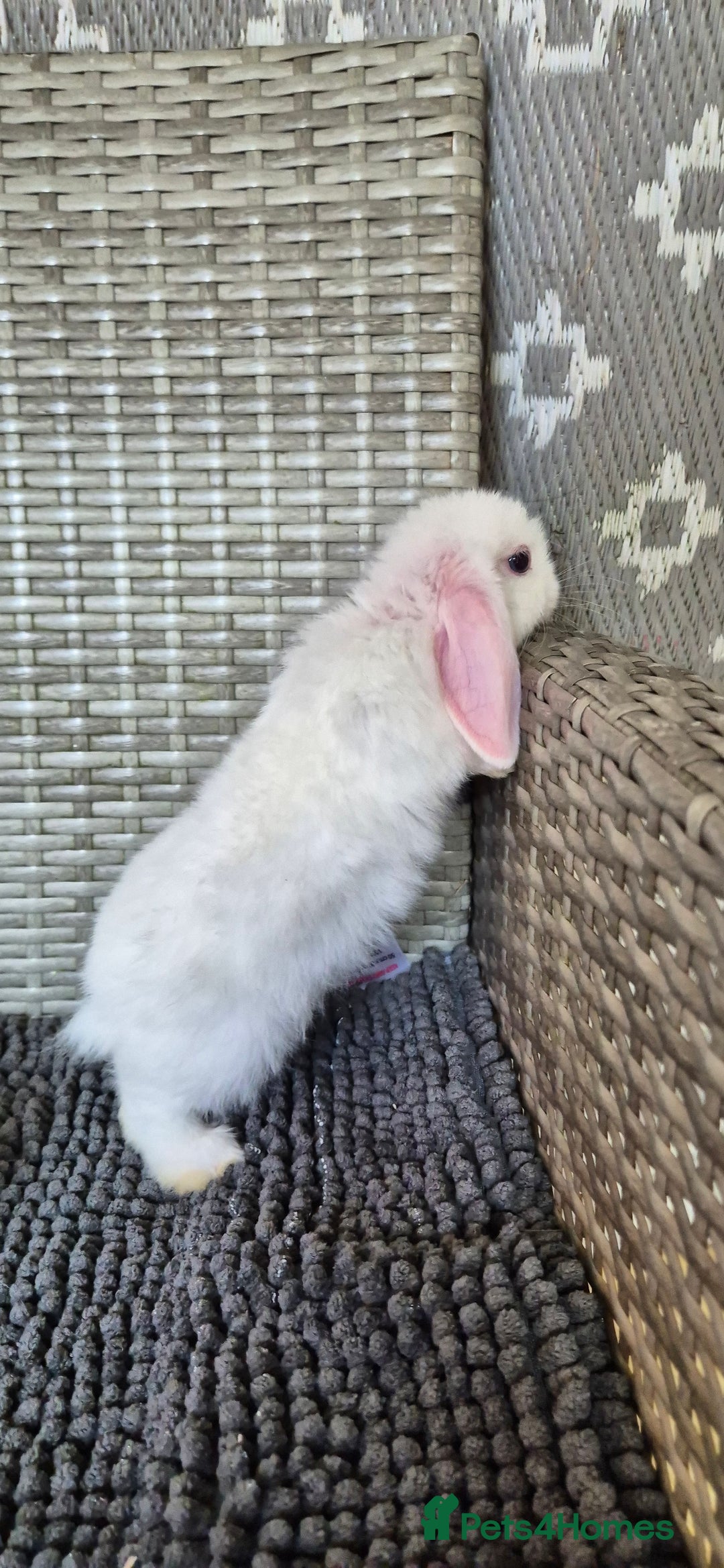 Mini Lop rabbits for sale: Mini Lop Baby Bunnies  - Image 9