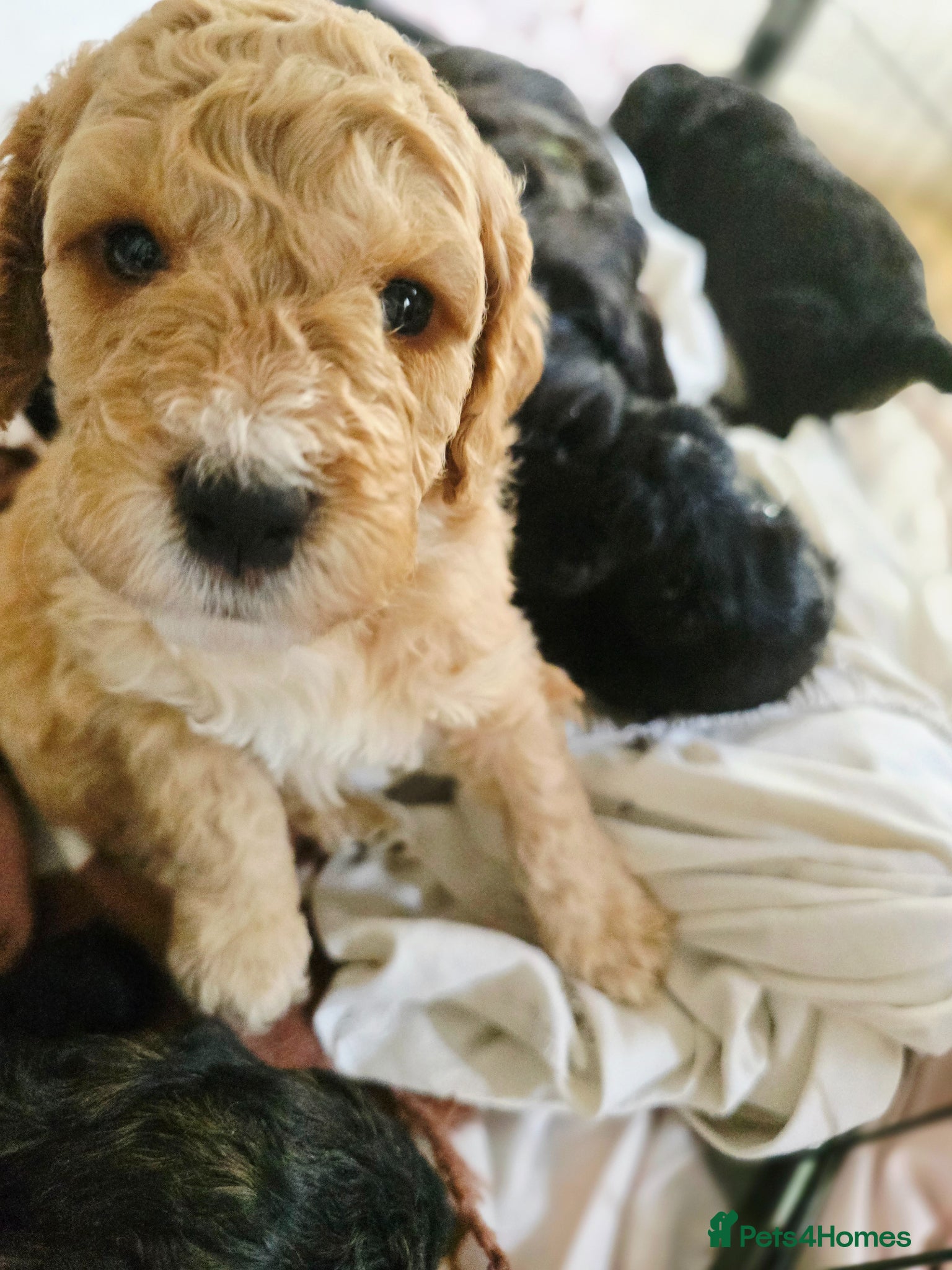 Cockapoo dogs Cockapoo puppies for sale - Advert 19